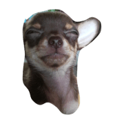 DOG etc