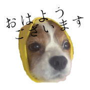 [Cavalier] KYORO