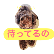 Three of CHIWAPU1