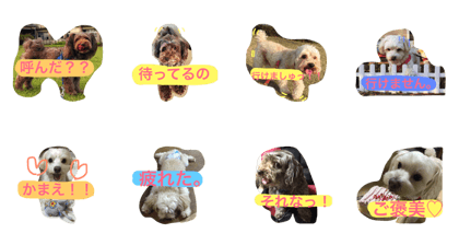 Three of CHIWAPU1