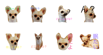Chihuahua SUNA