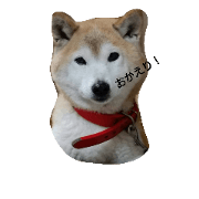 dog_chiro1