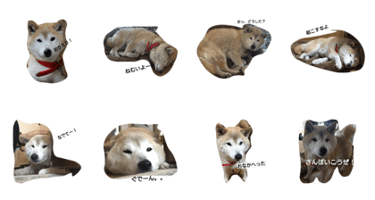 dog_chiro1