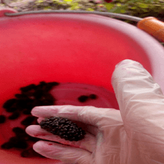 Picking mulberries by hand