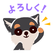 BARON BUDDIES 29 Chihuahua