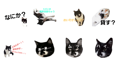 tamako cat