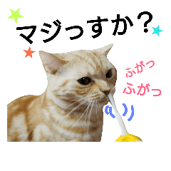 猫のあんずです Line スタンプ Line Store
