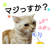 anzu cat 4