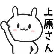 Rabbit For UEHARA