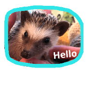 Hedgehog Pretty