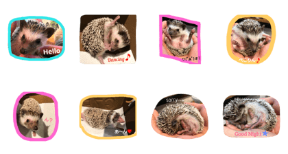 Hedgehog Pretty
