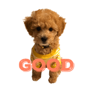 will poodle