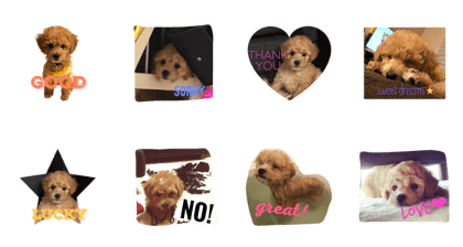will poodle