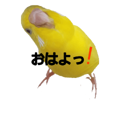 1 day of a parakeet2