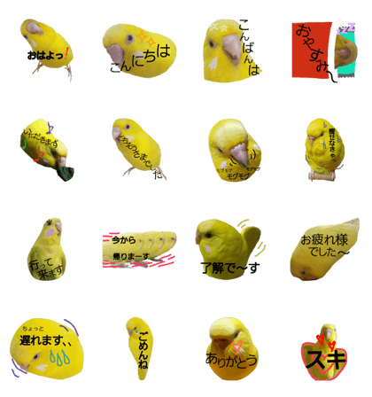 1 day of a parakeet2