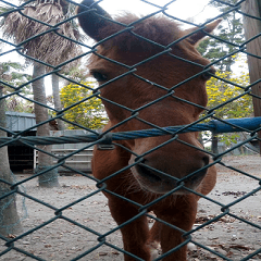 Hungry pony