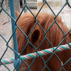 Brown pony ears