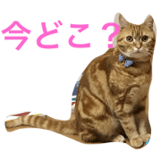 princecat2