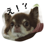 Japanese popular dog "MARON"