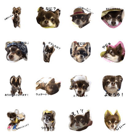 Japanese popular dog "MARON"