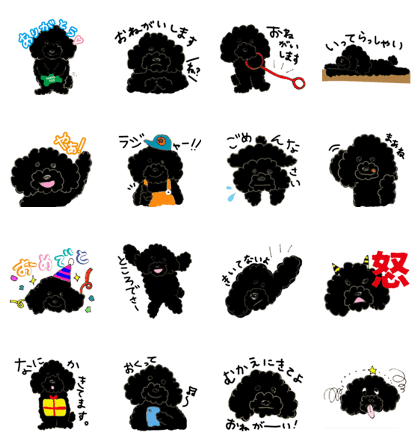 Black Toy Poodle part.2!