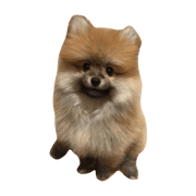 pomepomekotaro