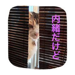 Shitzu Kotaro and Cat Heart