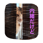 Shitzu Kotaro and Cat Heart