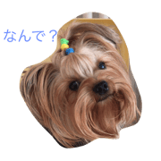 Boku Yorkie