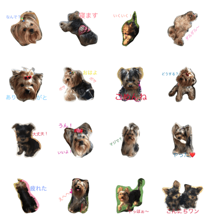 Boku Yorkie