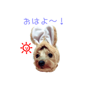Yorkie can use everyday sticker