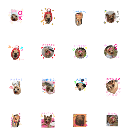Yorkie can use everyday sticker