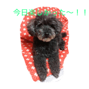 cutePet