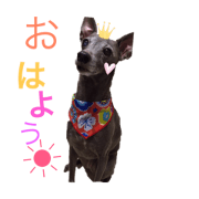 Italiangreyhound rich
