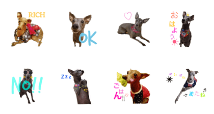 Italiangreyhound rich