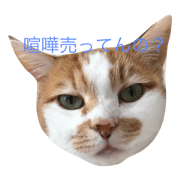 3 of the cat's sister