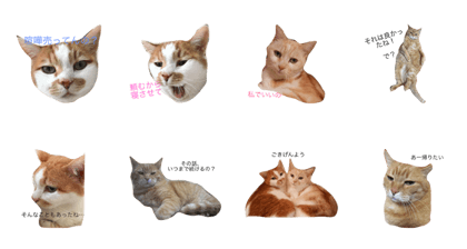 3 of the cat's sister