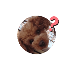 Alice_20210413211704