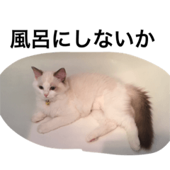 Enlightenment Cat Japanese