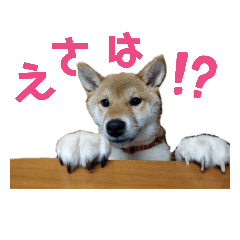 ringo_20210413234818