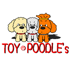 Toy poodle's