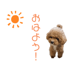 Toy Poodle Basic Greeting Sticker.