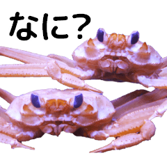 crustacean