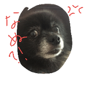 black Pomeranian black Pomeranian