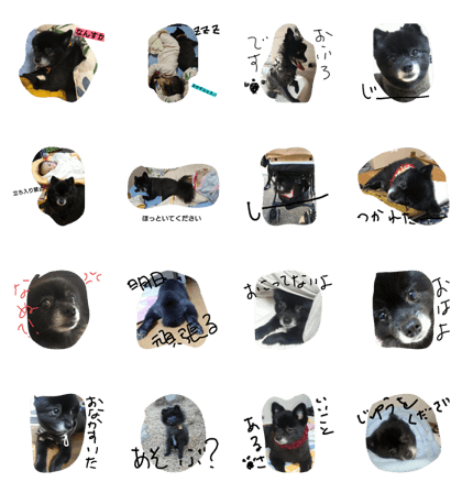 black Pomeranian black Pomeranian