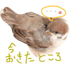 sparrows DANGOchan