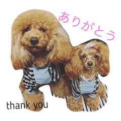 poodle neon&cocona