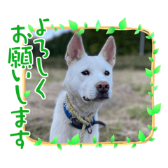 hanaharuyasu