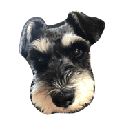 Miniature Schnauzer Cherry