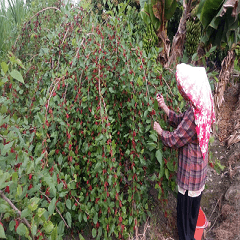 Picking mulberries with grandma